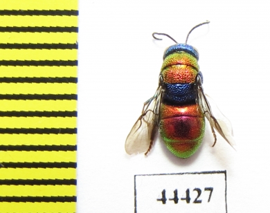 Chrysididae sp.  Kazakhstan - INSECTS-STORE.RU