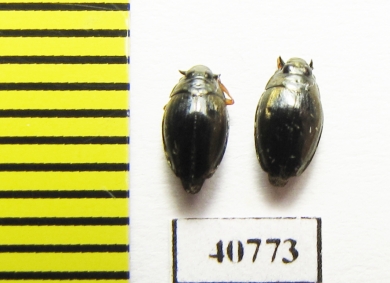 Gyrinidae sp.  Malaysia, Borneo - INSECTS-STORE.RU