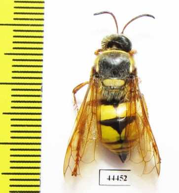 Hymenoptera sp.  Kazakhstan - INSECTS-STORE.RU