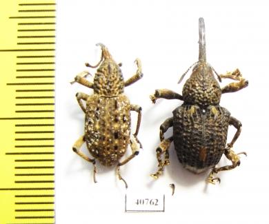 Curculionidae sp.  Thailand - INSECTS-STORE.RU