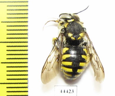 Hymenoptera sp.  Kazakhstan - INSECTS-STORE.RU