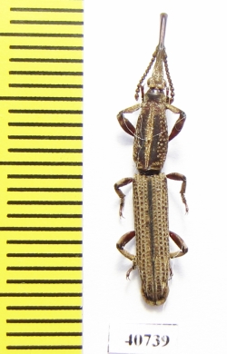 Brentidae sp.  Thailand - INSECTS-STORE.RU