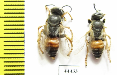 Hymenoptera sp.  Kazakhstan - INSECTS-STORE.RU
