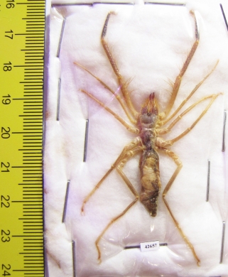 Arachnida, Solifugidae sp.  Kazakhstan - INSECTS-STORE.RU