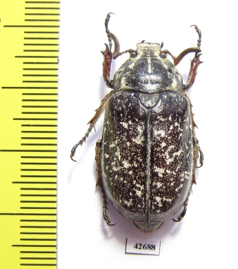 Polyphylla irrorata, male  Kazakhstan - INSECTS-STORE.RU
