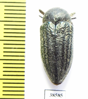 Julodella ? schochi  Iran, E.Azerbaijan prov. - INSECTS-STORE.RU