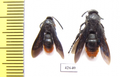 Scoliidae sp., pair  Kazakhstan - INSECTS-STORE.RU