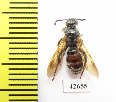 Hymenoptera sp.  Kazakhstan - INSECTS-STORE.RU