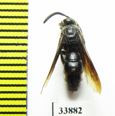 Scoliidae sp.  India, Assam - INSECTS-STORE.RU