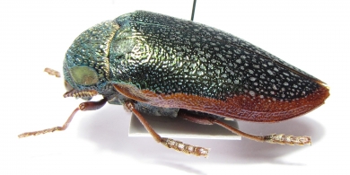 Sternocera syriaca revoili  Ethiopia - INSECTS-STORE.RU