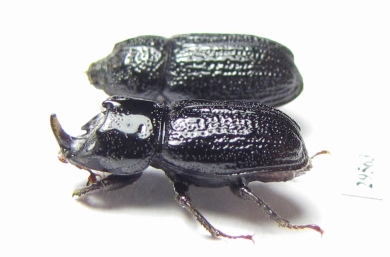 Sinodendron cylindricum, pair  Russia, Krasnodar reg. - INSECTS-STORE.RU