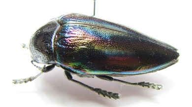 Sternocera iris  Congo - INSECTS-STORE.RU