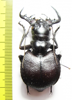 Manticora scabra, male  Tanzania  59mm - INSECTS-STORE.RU