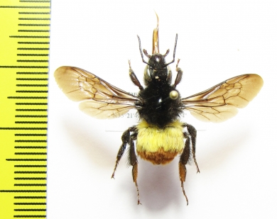 Bombus sp.  Pakistan - INSECTS-STORE.RU