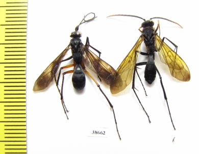 Hymenoptera sp.  Panama - INSECTS-STORE.RU