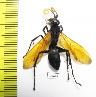 Hymenoptera sp.  Panama - INSECTS-STORE.RU