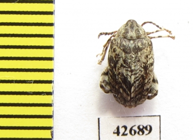 Bruchidae sp.  South Africa Rep. - INSECTS-STORE.RU