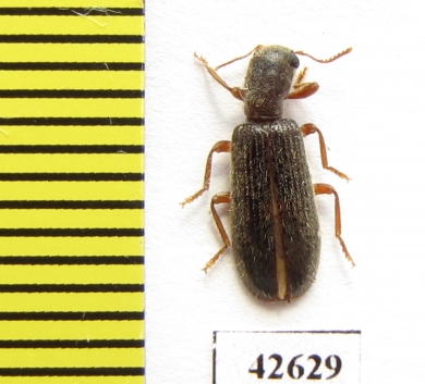 Cleridae sp.  South Africa Rep. - INSECTS-STORE.RU