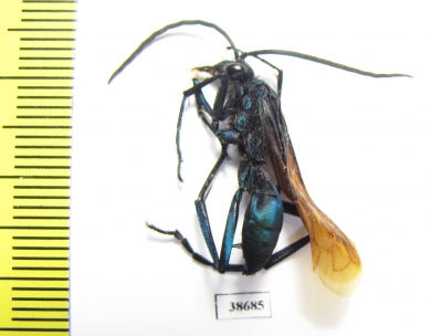 Hymenoptera sp.  Peru - INSECTS-STORE.RU