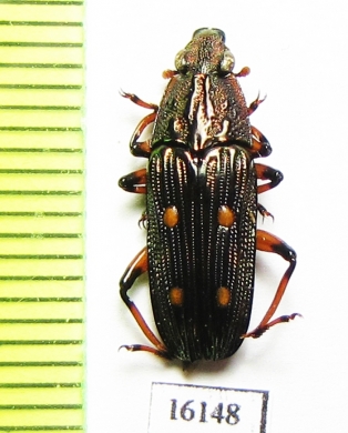 Helotidae sp.  Laos - INSECTS-STORE.RU