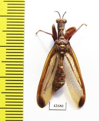Mantispidae sp.  South Africa Rep. - INSECTS-STORE.RU