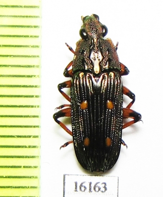 Helotidae sp.  Laos - INSECTS-STORE.RU