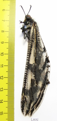 Myrmeleontidae sp.  South Africa Rep. - INSECTS-STORE.RU
