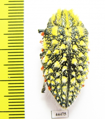 Julodis sulcicollis ssp.1  South Africa Rep. - INSECTS-STORE.RU