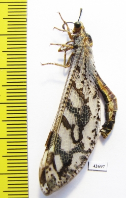 Myrmeleontidae sp.  South Africa Rep. - INSECTS-STORE.RU