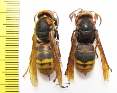 Vespa sp.  Russia, Far East - INSECTS-STORE.RU