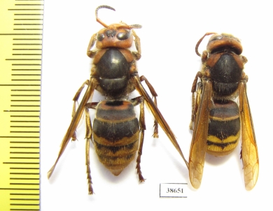 Vespa sp.  Russia, Far East - INSECTS-STORE.RU
