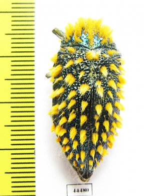 Julodis viridipes ssp.1  South Africa Rep. - INSECTS-STORE.RU