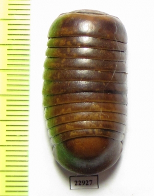 Myriapoda sp.  South Africa Rep. - INSECTS-STORE.RU