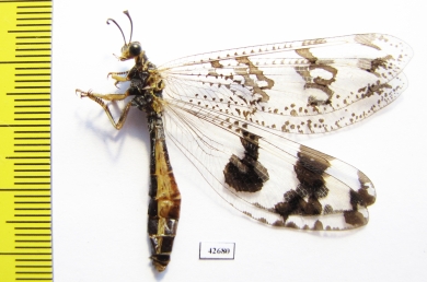 Myrmeleontidae sp.  South Africa Rep. - INSECTS-STORE.RU