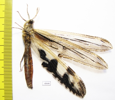 Myrmeleontidae sp.  South Africa Rep. - INSECTS-STORE.RU
