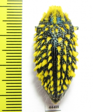 Julodis viridipes ssp.2 South Africa Rep. - INSECTS-STORE.RU