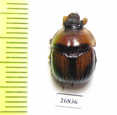 Bolbocerosoma farctum  USA - INSECTS-STORE.RU