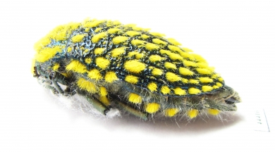 Julodis viridipes ssp.2 South Africa Rep. - INSECTS-STORE.RU