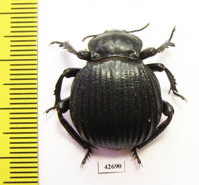 Gonopus sp.  South Africa Rep. - INSECTS-STORE.RU