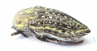 Julodis rothi  Jordan - INSECTS-STORE.RU