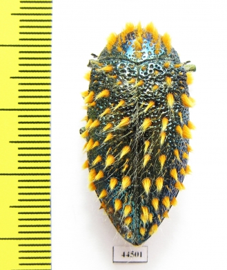 Julodis viridipes ssp.3 South Africa Rep. - INSECTS-STORE.RU