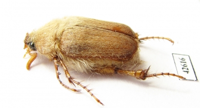 Sparrmannia sp.?  South Africa Rep. - INSECTS-STORE.RU