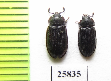 Grynocharis oblonga  Russia, Tver reg. - INSECTS-STORE.RU