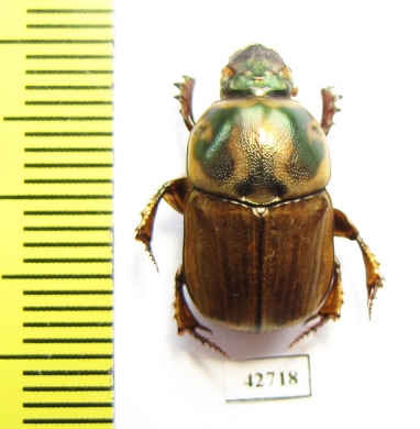 Onitis sp.  South Africa Rep. - INSECTS-STORE.RU