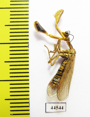 Mantispidae sp.  Kazakhstan - INSECTS-STORE.RU