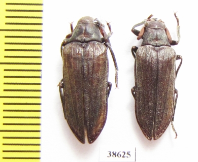 Rhipiceridae sp.  Namibia - INSECTS-STORE.RU