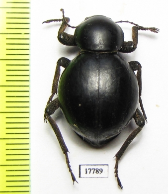 Tenebrionidae sp.  South Africa Rep. - INSECTS-STORE.RU