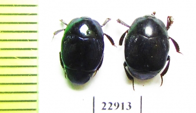 Saprinus splendens  South Africa Rep. - INSECTS-STORE.RU