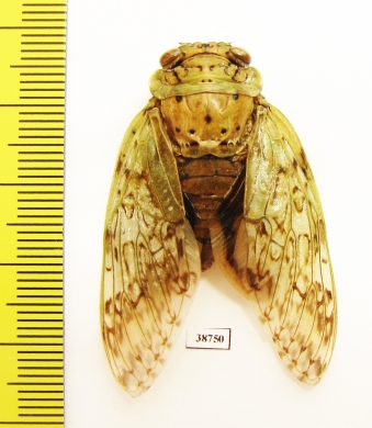 Homoptera sp.  Madagascar - INSECTS-STORE.RU