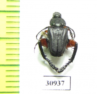 Hopliini sp.  South Africa Rep. - INSECTS-STORE.RU